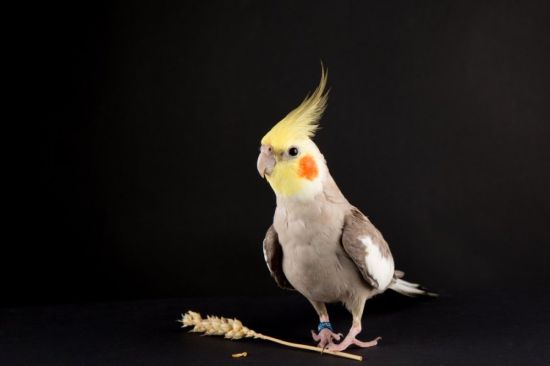 Попугай корелла белый