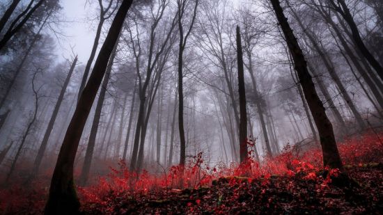 Красный лес обои