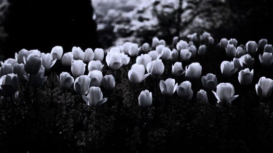 Темные тюльпаны