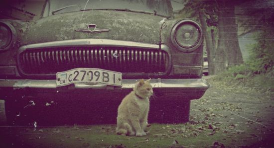 Обои с котом и машиной