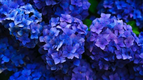 Обои синие цветы