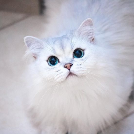 Белая пушистая кошка с голубыми глазами порода
