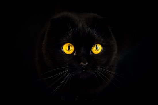 Шотландская вислоухая черная кошка