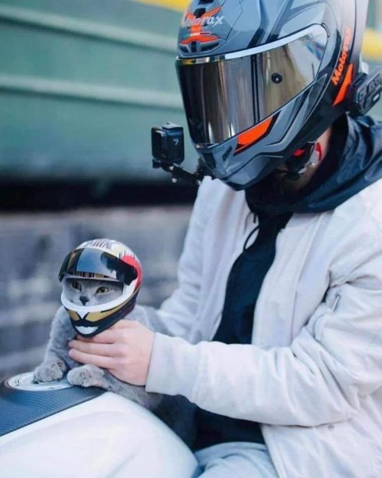 Кот на мотоцикле в шлеме