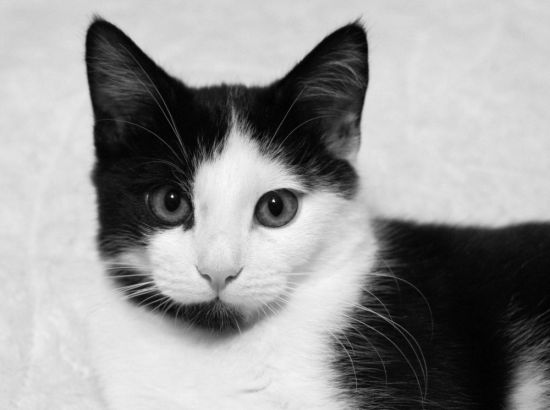 Британская черно белая кошка