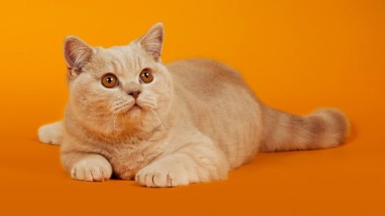 Сибирский короткошерстный кот