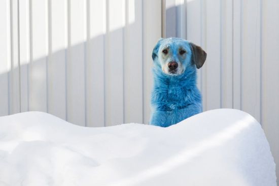 Голубая собака порода