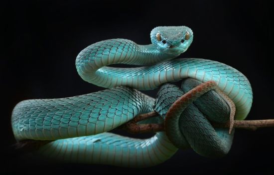 Самая красивая змея