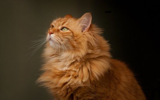 Рыжий пушистый кот порода