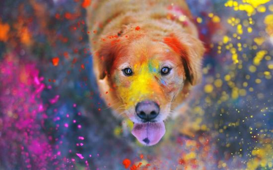 Краски холи для собак
