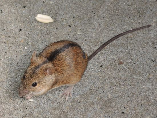 Мышь рыжая с черной полосой на спине