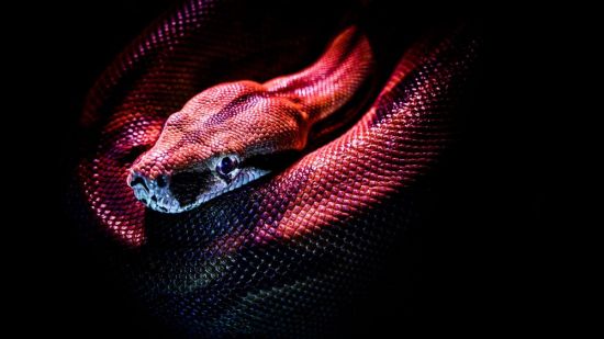Черно красная змея