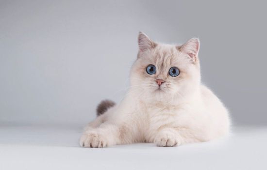 Британский белый котенок
