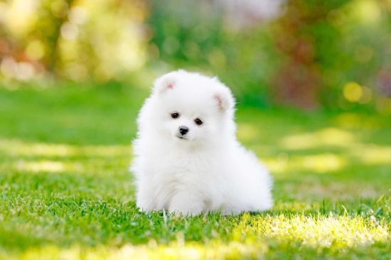 Белая маленькая пушистая собака