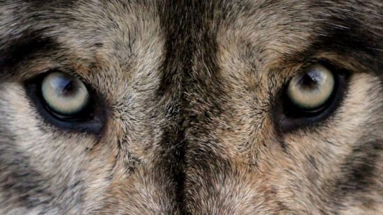 Цвет глаз у волка