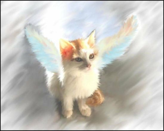 Котик ангел