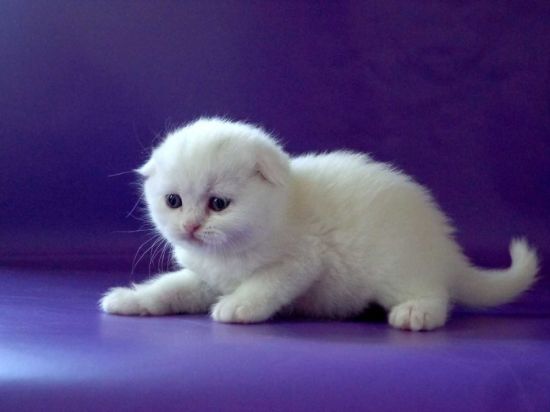 Вислоухий белый котенок