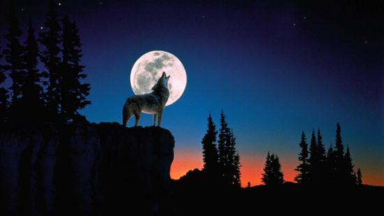 Воющий волк на луну