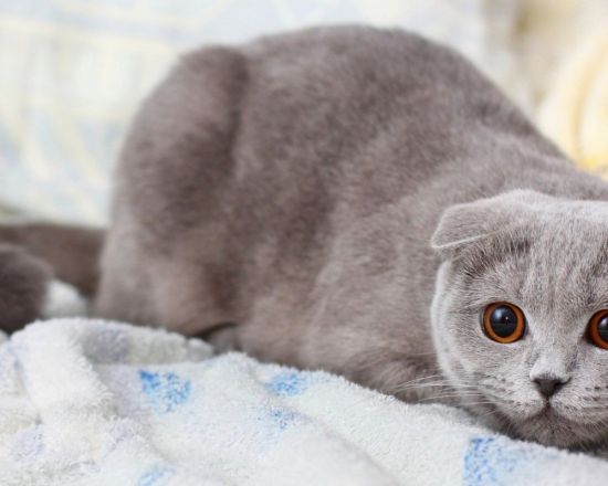 Серый шотландский вислоухий котенок