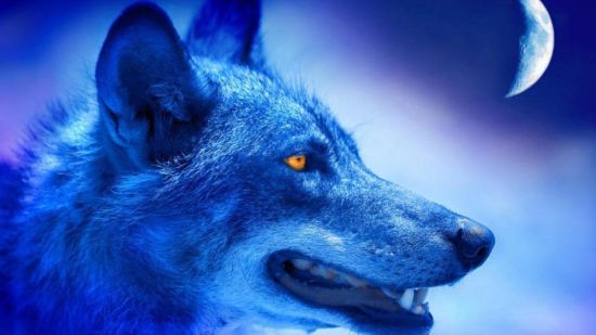 Голубой волк порода