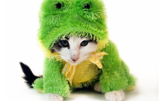 Котик в шапочке лягушки