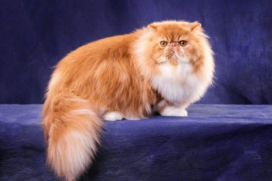 Персидский рыжий кот