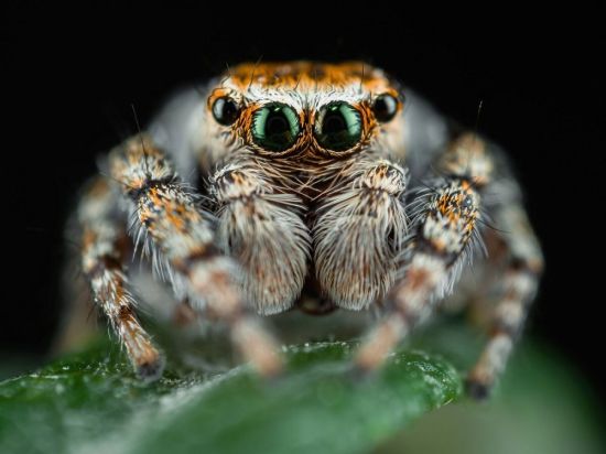 Королевский паук скакун