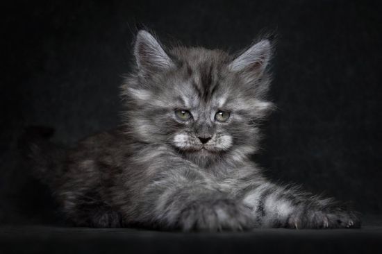 Серый пушистый кот порода