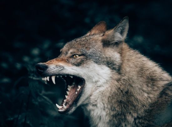 Волк с открытой пастью