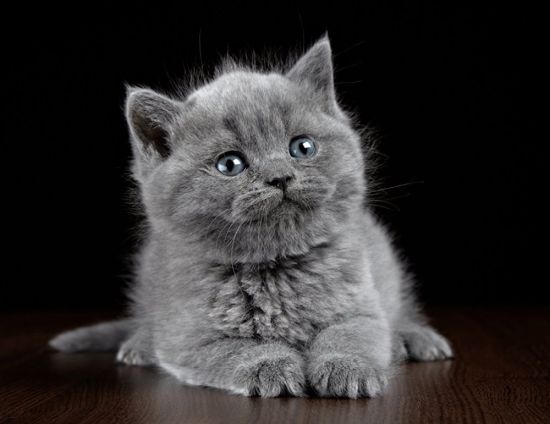 Шотландский серый котенок
