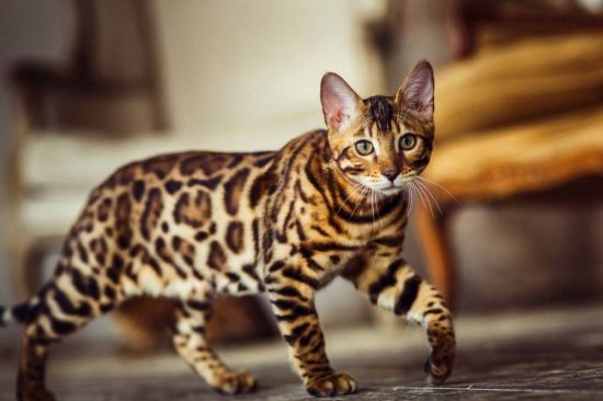 Кошки леопардового окраса