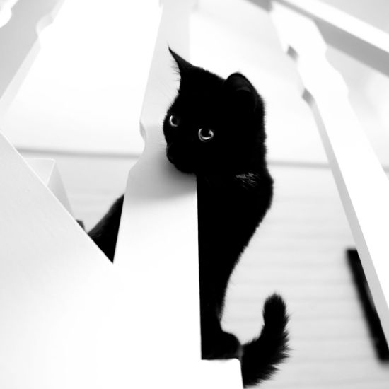 Сибирская черно белая кошка
