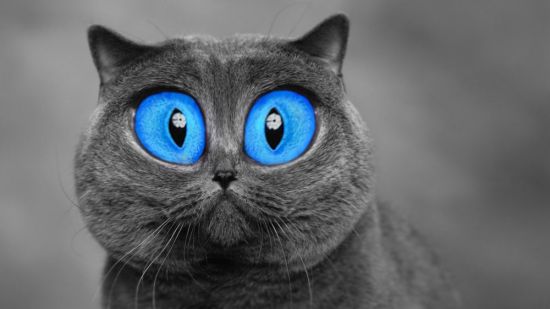 Порода кошек с большими глазами