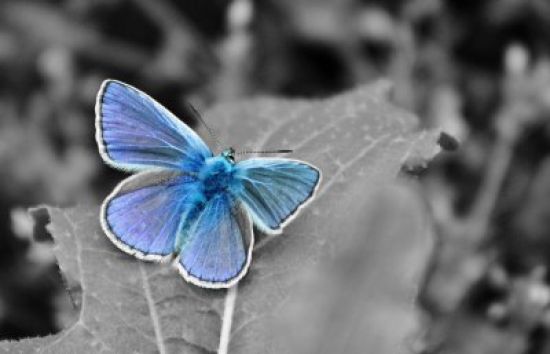 Голубая артынская бабочка