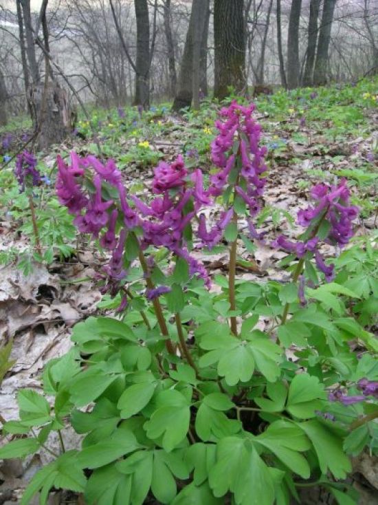 Фиолетовые весенние лесные цветы