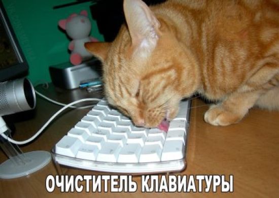 Кот печатает на клавиатуре