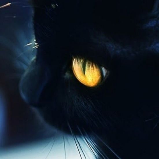 Черный кот с красными глазами