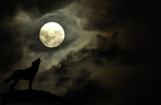 Луна и волк в ночном лесу