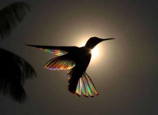 Красивые картинки колибри
