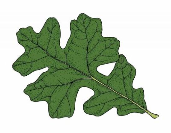 Рисунок дубовый лист