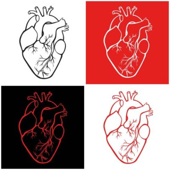 Сердце орган рисунок