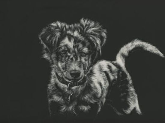 Рисунки собак карандашом