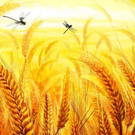 Рисунки пшеницы
