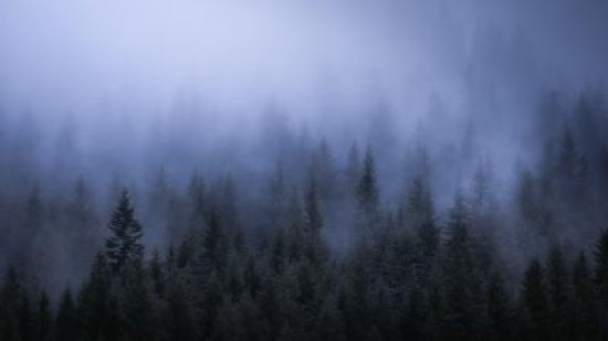 Туманный лес обои на рабочий стол