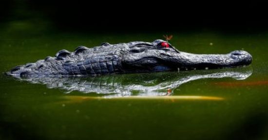 Крокодил обои на телефон