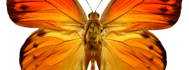 Оранжевая бабочка