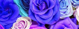 Розово фиолетовые розы