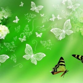 Открытки с бабочками красивые
