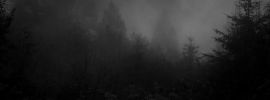 Лес темный страшный