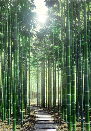 Бамбуковый лес япония